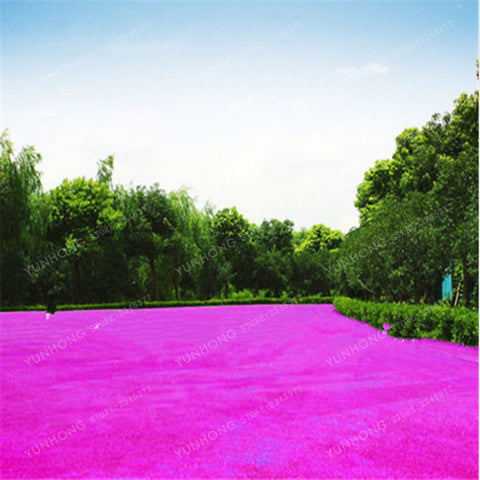 500 Pcs Rare Blue Grass Seed Lawn Seed Perennial Flowers Garden