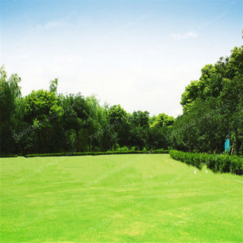 500 Pcs Rare Blue Grass Seed Lawn Seed Perennial Flowers Garden