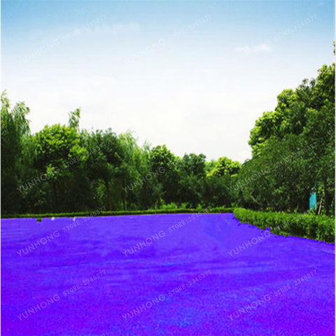 500 Pcs Rare Blue Grass Seed Lawn Seed Perennial Flowers Garden
