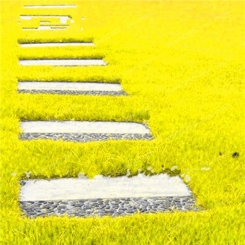 500 Pcs Rare Blue Grass Seed Lawn Seed Perennial Flowers Garden