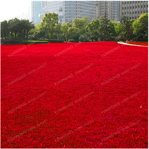 500 Pcs Rare Blue Grass Seed Lawn Seed Perennial Flowers Garden