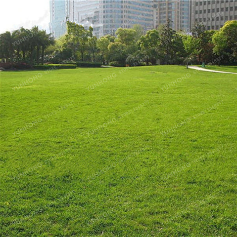 500 Pcs Rare Blue Grass Seed Lawn Seed Perennial Flowers Garden